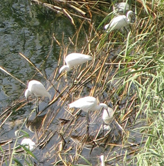 Egretta garzetta