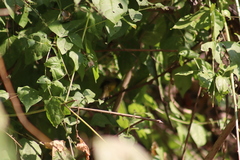 Geothlypis tolmiei