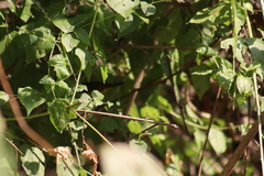 Geothlypis tolmiei