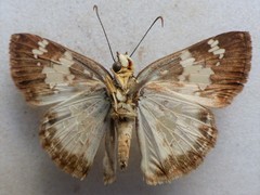 Xenophanes tryxus