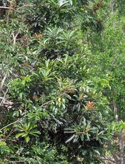 Protorhus longifolia