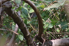 Geothlypis tolmiei