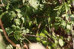 Geothlypis tolmiei
