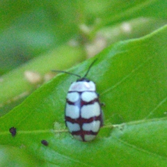Alagoasa decemguttata
