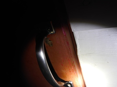 Eleutherodactylus johnstonei