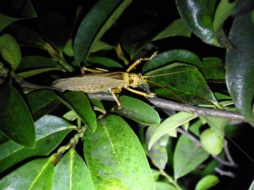 Forest Katydid
