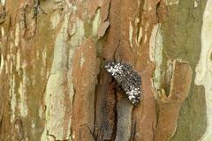 Hamadryas fornax