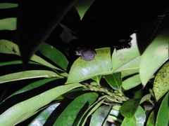 Eleutherodactylus johnstonei