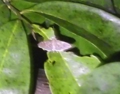 Pilocrocis