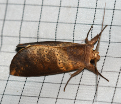 Hemiceras punctata