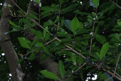 Hyperacanthus amoenus