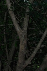 Hyperacanthus amoenus