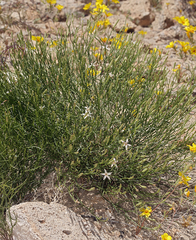 Chaetadelpha wheeleri