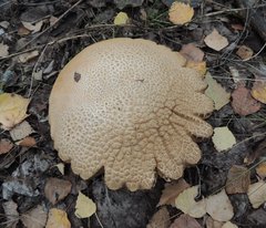 Leccinum percandidum