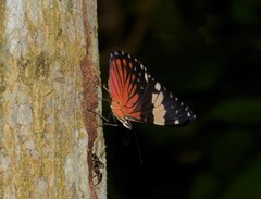 Hamadryas amphinome