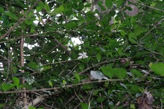 Hyperacanthus amoenus