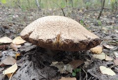 Leccinum percandidum
