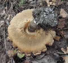 Leccinum percandidum
