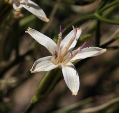 Chaetadelpha wheeleri