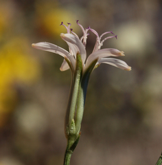 Chaetadelpha wheeleri