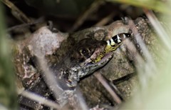 Tropidurus torquatus