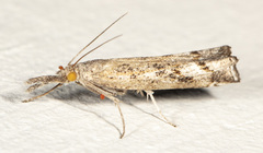 Neodactria zeellus
