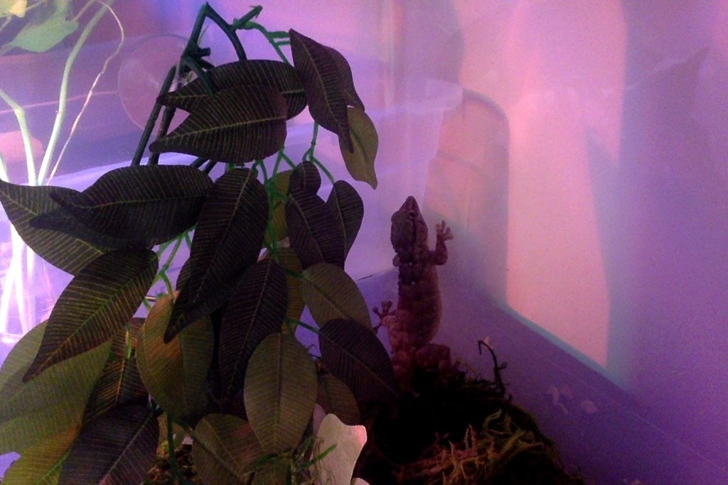 Whitespotted Halftoed Gecko from Grasslyn Manor, Milwaukee, WI 53216