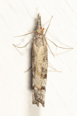Neodactria zeellus