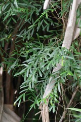 Secamone filiformis