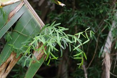 Secamone filiformis