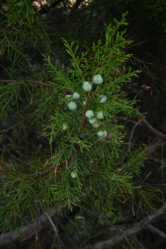 Jalisco juniper (Juniperus jaliscana)