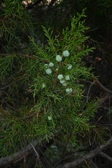 Juniperus jaliscana