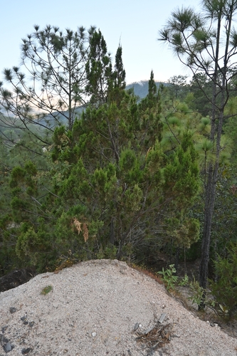 Image of Juniperus jaliscana by (c) Dante S. Figueroa, some rights reserved (CC BY-SA)