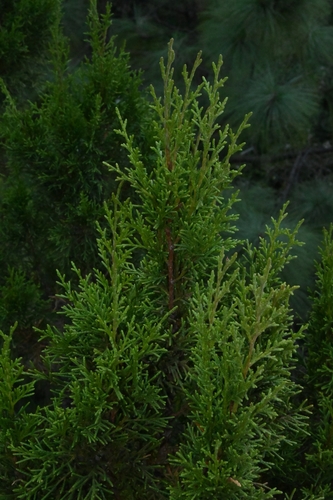 Image of Juniperus jaliscana by (c) Dante S. Figueroa, some rights reserved (CC BY-SA)