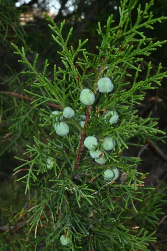 Image of Juniperus jaliscana by (c) Dante S. Figueroa, some rights reserved (CC BY-SA)