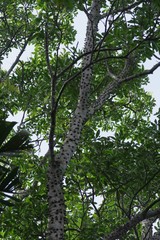 Zanthoxylum davyi
