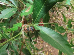 Allophylus natalensis