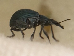 Oxystoma