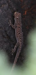 Lygodactylus nigropunctatus