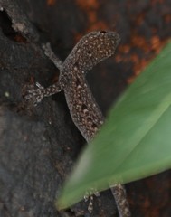 Lygodactylus nigropunctatus