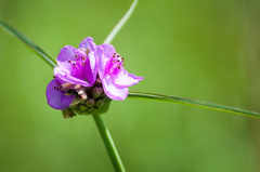 Tradescantia occidentalis