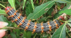 Tagoropsis flavinata