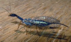 Dichrostigma flavipes