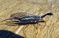 Dichrostigma flavipes