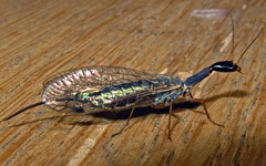 Dichrostigma flavipes