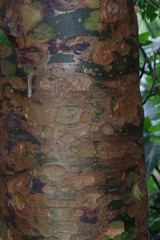 Commiphora harveyi
