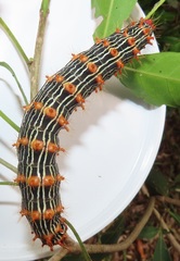 Tagoropsis flavinata