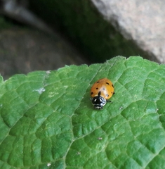 Hippodamia convergens