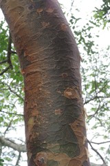 Commiphora harveyi