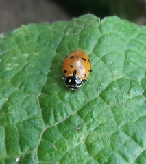 Hippodamia convergens